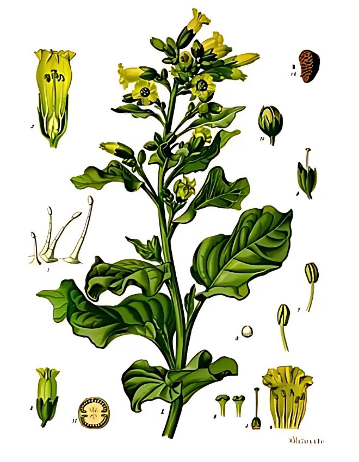 Lào Mộc